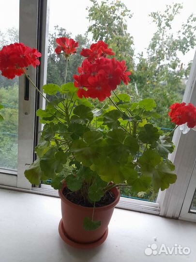 Герань цветущая в горшке