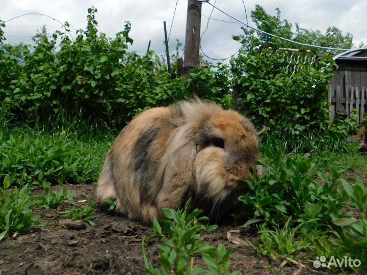 Декоративный кролик минилоп