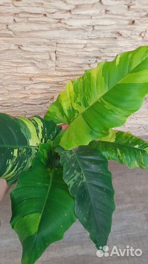 Филодендрон Джангл Февер