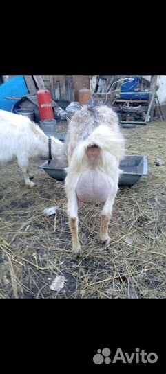 Козочки дойные,маленькая козочка, молоко козье