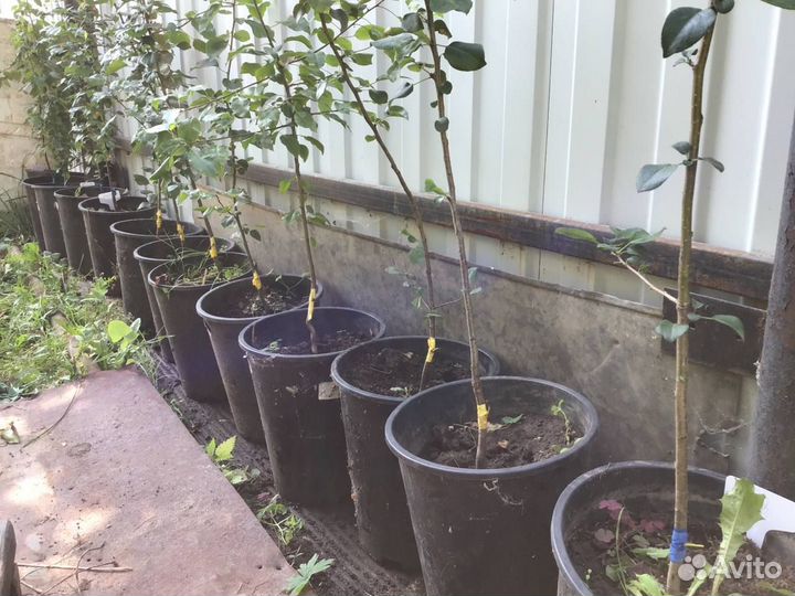 Сорта груши для Твери (саженцы)