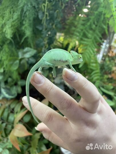 Йеменский хамелеон