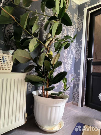 Фикус бенджамина большой
