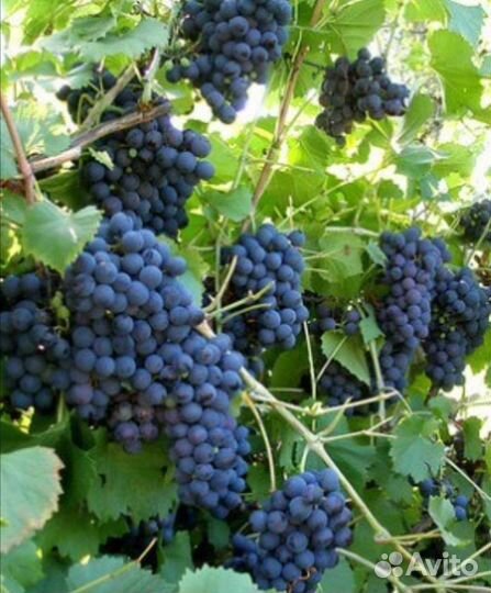 Винный виноград