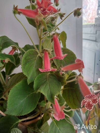 Растения для флорариума