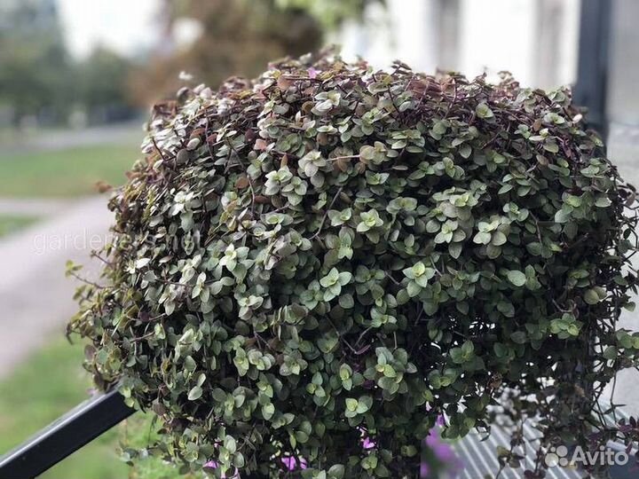 Коллизия