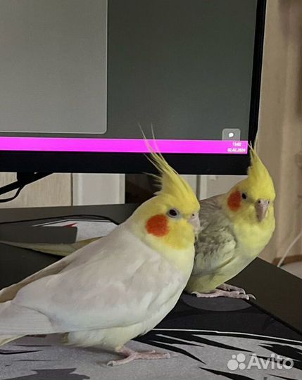 Попугай корелла