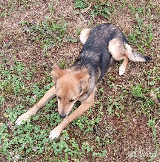 Щенок (самка)