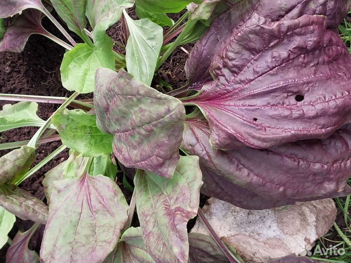 Подорожник красно-фиолетовый(пурпурный)