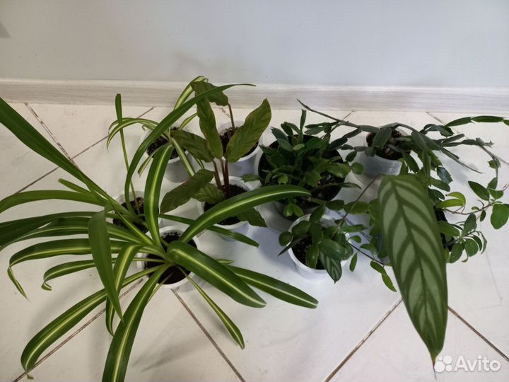 Комнатные растения по одной цене