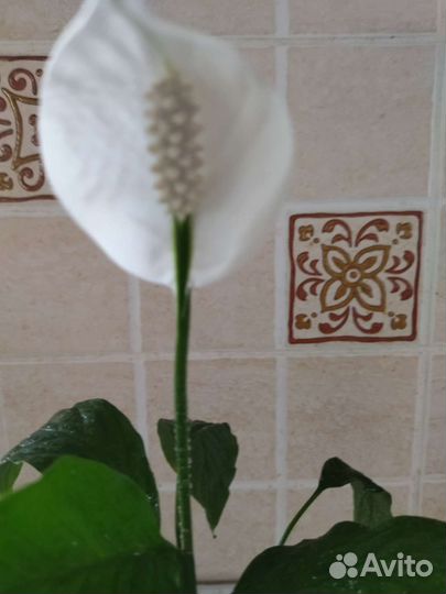 Спацифилум,Красула,колонхое, стапелия