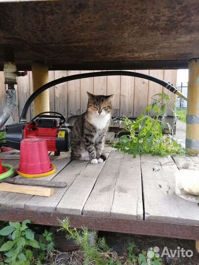 Кошка в дар бесплатно