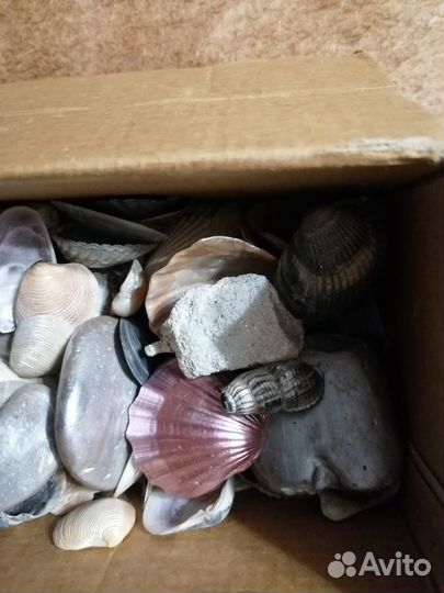 Ракушки и камушки с моря