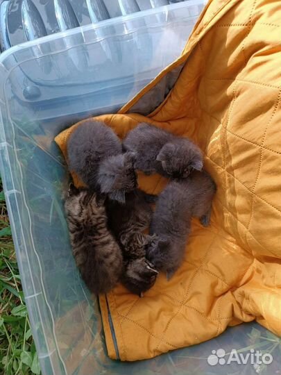 Котятки в добрые руки