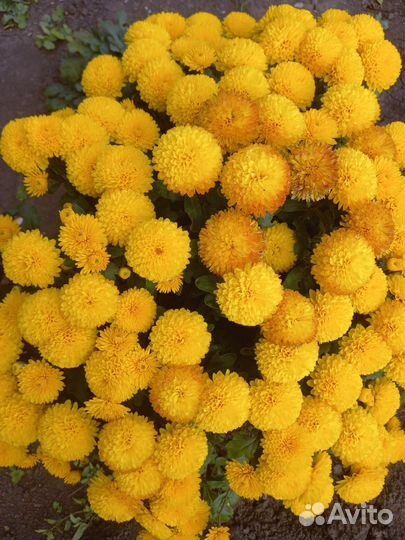 Хризантемы корейские и мультифлоры