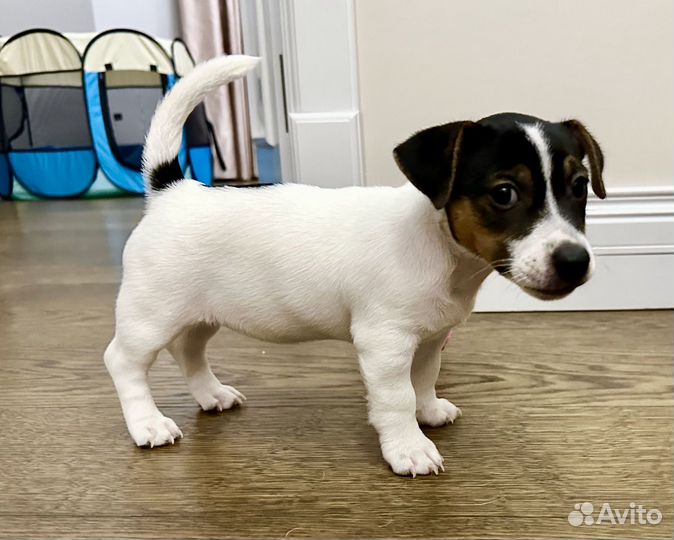Щенок джек рассел терьер трехцветка