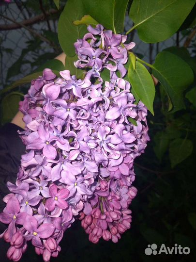 Сирень садовая саженец / обмен