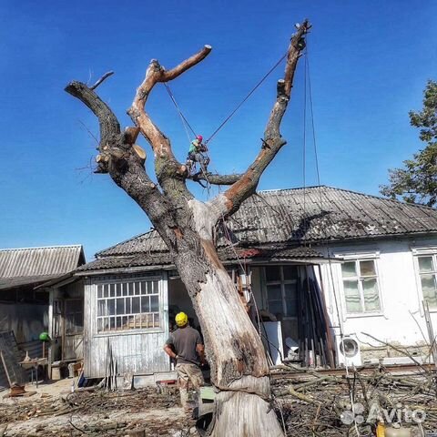 Удаление спил деревьев