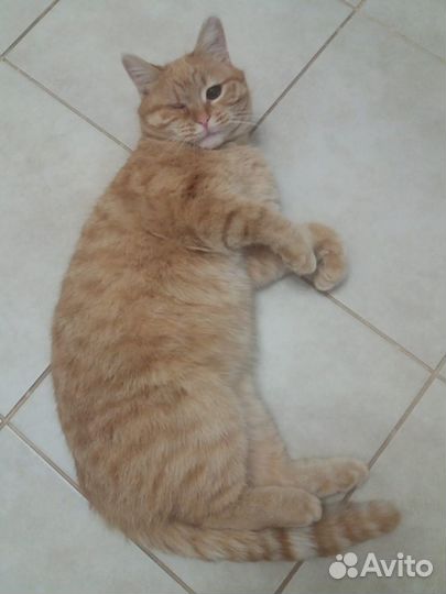 Кошечка осталась сиротой, 1 годик