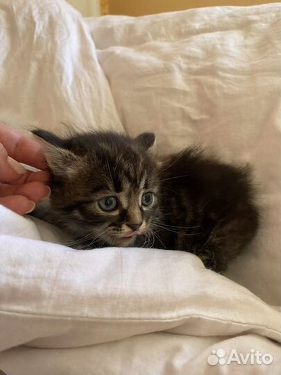 Котята в добрые руки даром