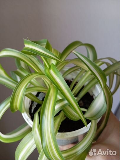 Пеларгония герань, хлорофитум, бегония