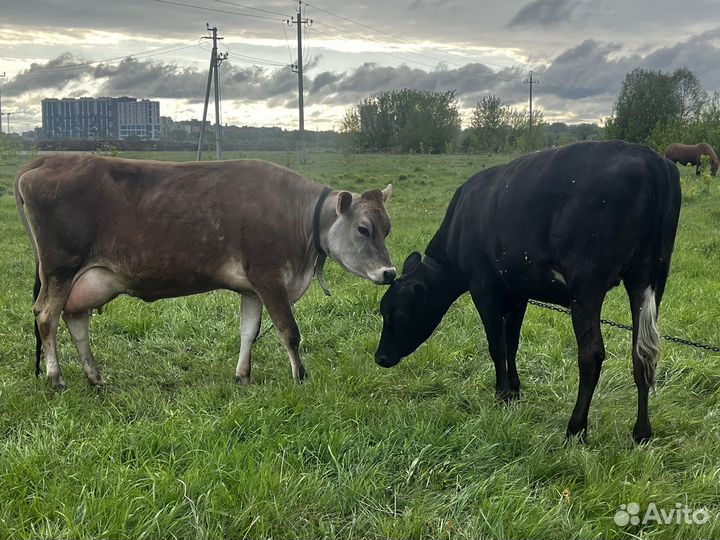 Корова джерси