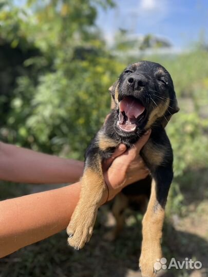 Щенок-Улыбка