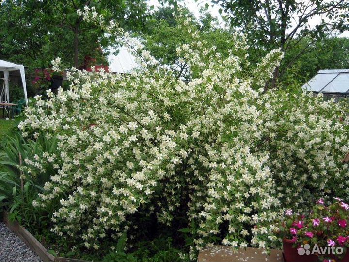 Земляничный чубушник