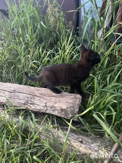 Котята крысоловы отдам в добрые руки