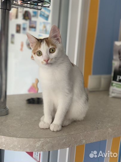 Котята бесплатно