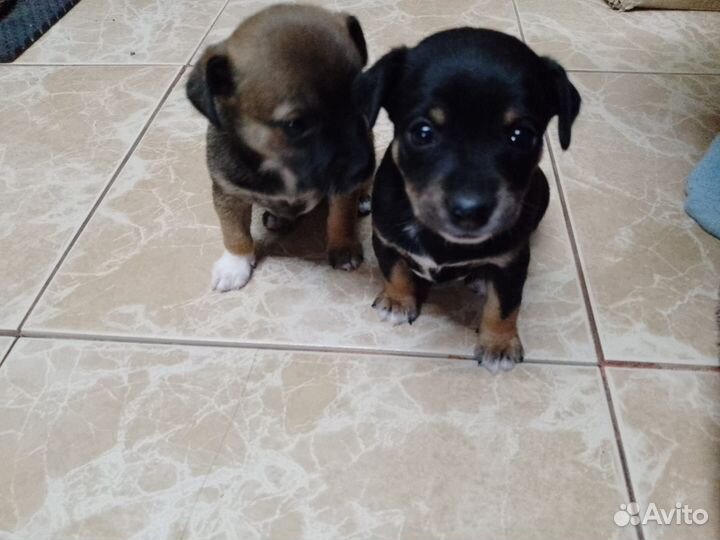 Той-терьер щенки