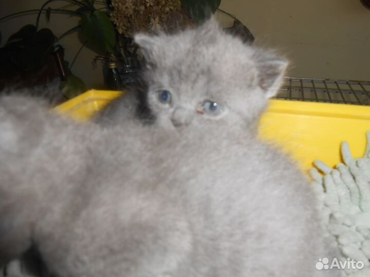 Британские котята 2 месяца