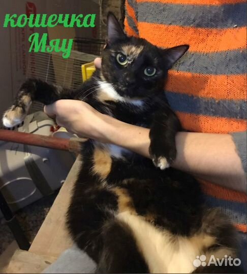 Шанти 2года в приюте. Кошка ласковая,стерилиз