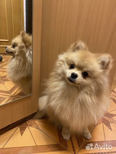 Померанский шпиц вязка