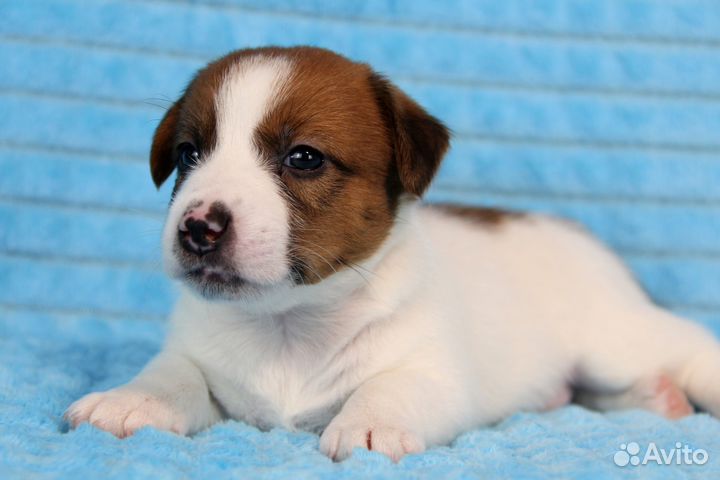 Джек Рассел терьер