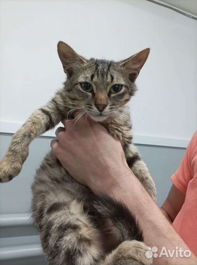 Кот с завода ищет дом