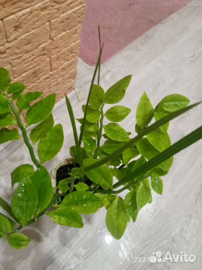 Педилантус