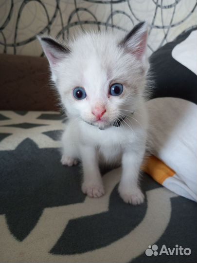 Отдам бесплатно котят