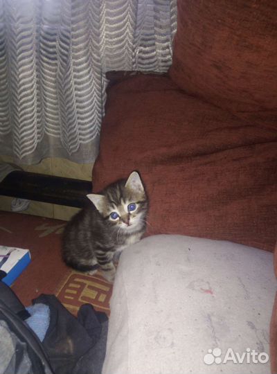 Котики бесплатно в добрые руки