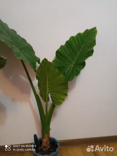 Комнатные растения