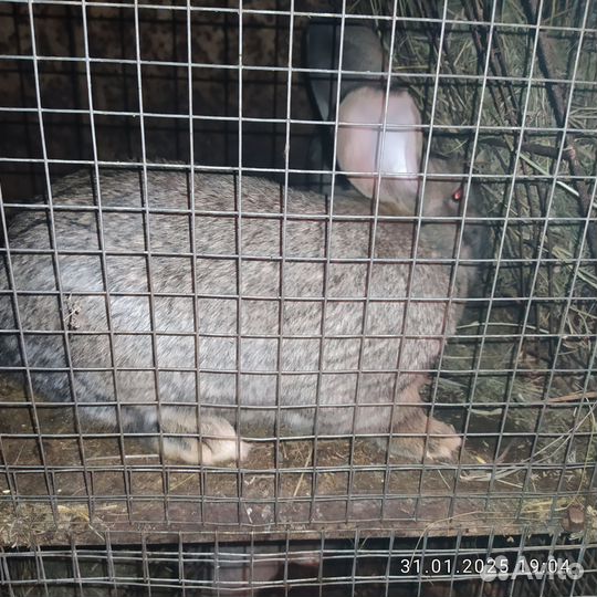 Кролики мясных пород