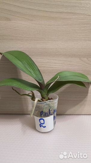 Орхидея фаленопсис биг лип