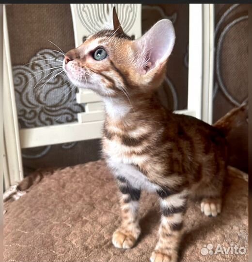 Бенгальские котята