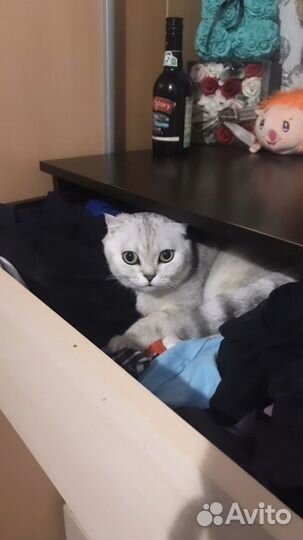 Кошка