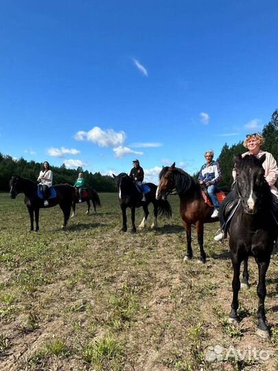 Конные прогулки