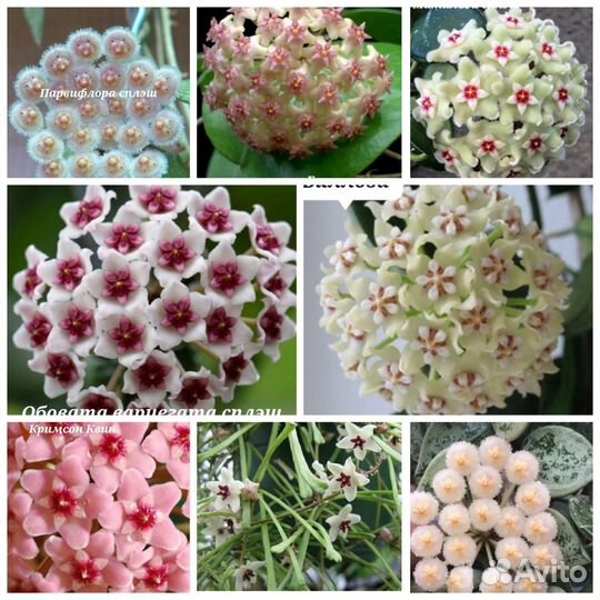 Хойи разные(Часть 1)