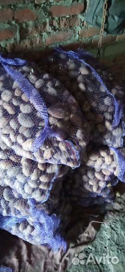 Семенной картофель бернина