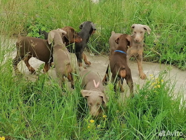 Щенки Добермана