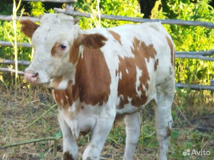 Бычки и быки