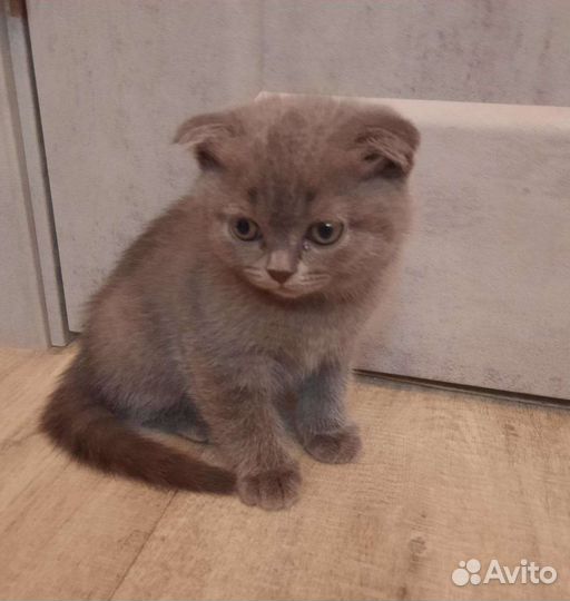 Котенок британец